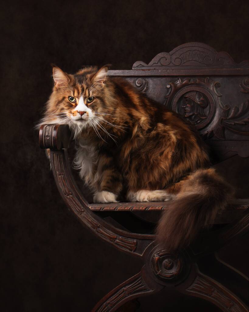 fotografía de mascotas